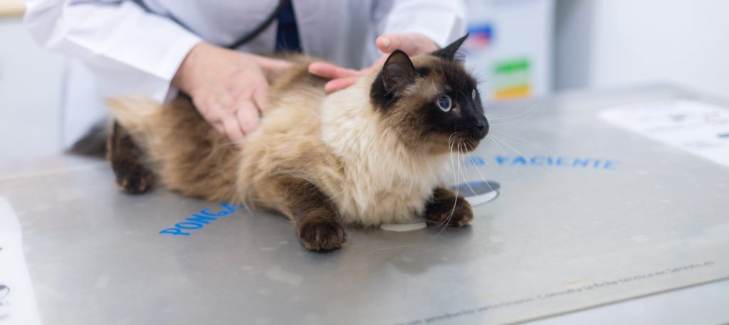Gat a consulta de Centre Veterinari Centelles