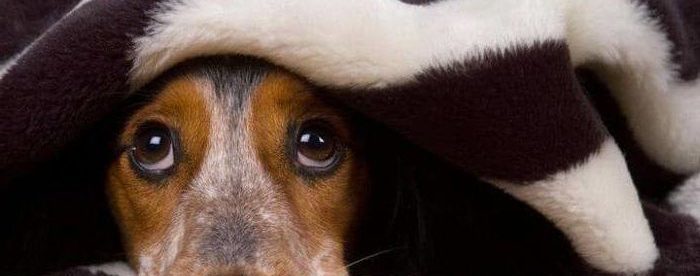 gos amagat sota la manta