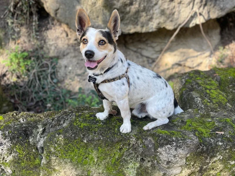 3 Capo - Jordan David Susselman 3