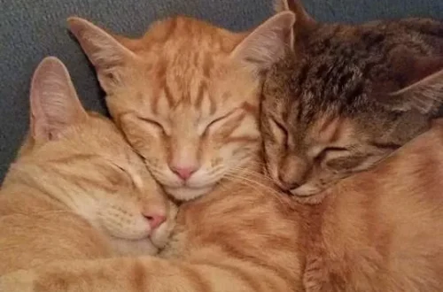 F Jack, Gato y Gala - Viviana Rebolledo