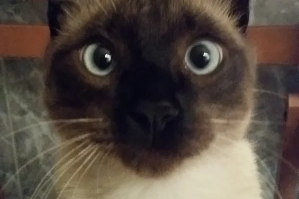 F Logan-VivianaRebolledo