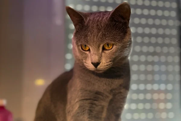 F Veigar - Ivan Zaforas