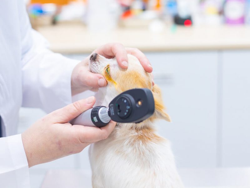 Consulta oftalmologia de gos al Centre Veterinari Centelles