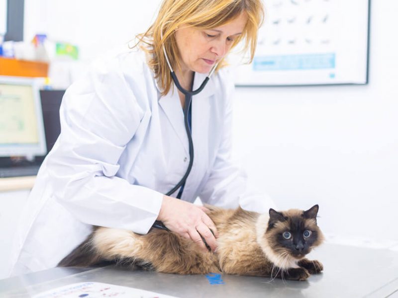 Veterinària ausculta a un gat a la consulta de Centre Veterinari Centelles