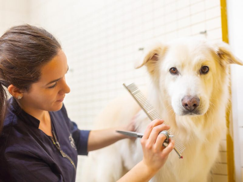 Perruquera talla pèl a gos al Centre Veterinari Centelles