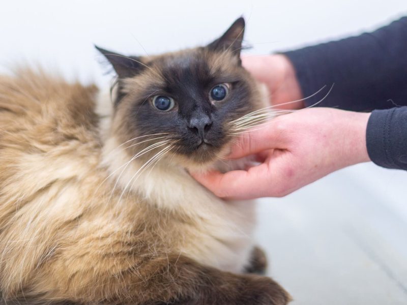 gat a veterinari centelles