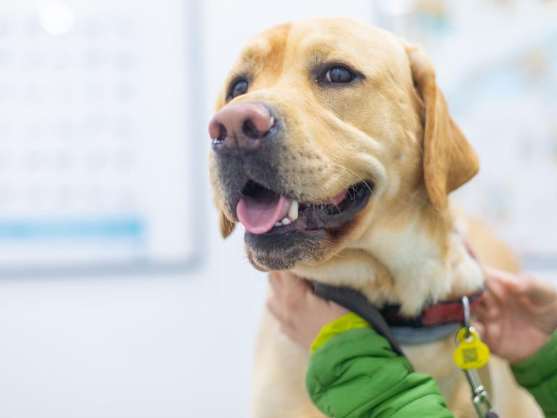 gos golden a veterinari centelles
