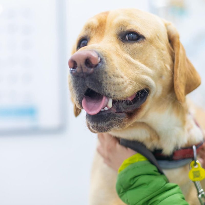 gos golden a veterinari centelles