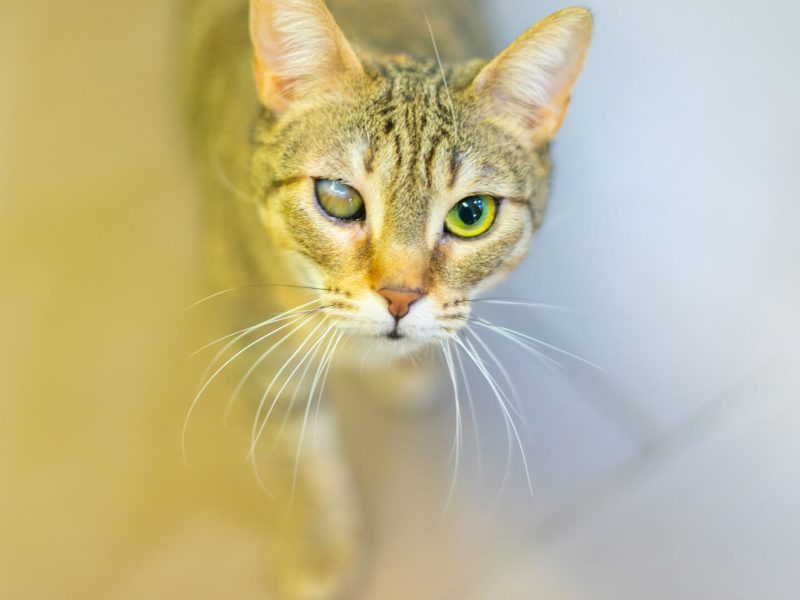 Gat a Centre Veterinari Centelles