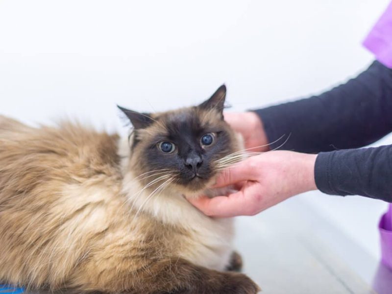 Gat a consulta de Centre Veterinari Centelles