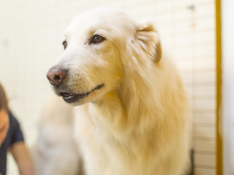 Gos a Centre Veterinari Centelles