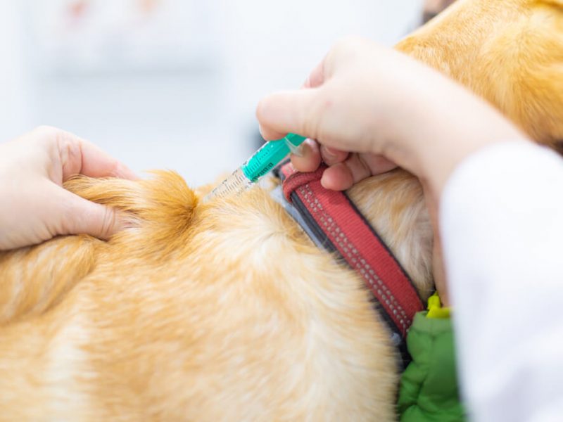 Vacunació de gos al Centre Veterinari Centelles