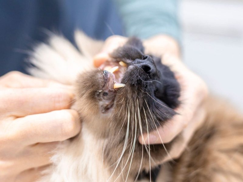 Higiene bucal mascotes a Centre Veterinari Centelles Neteja dental gat a Centre Veterinari Centelles