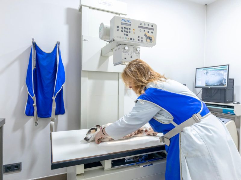 Radiografia mascotes a Centre Veterinari Centelles Radiografia de gos a Centre Veterinari Centelles